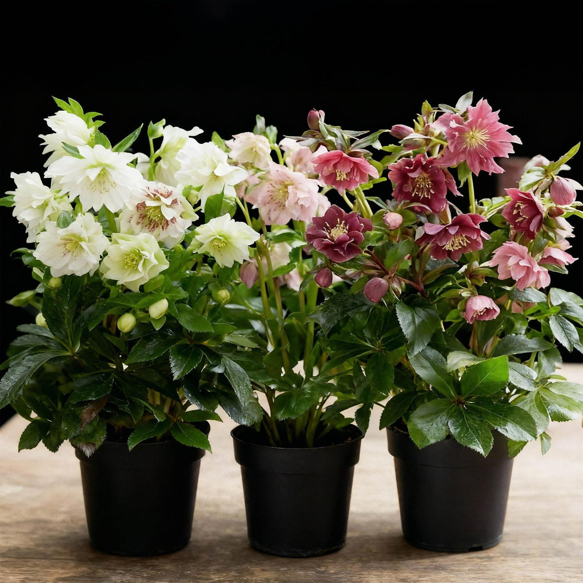 Green boutiQ - Plante de jardin - Rose de Carême - Helleborus orientalis Double Tricolour - Fleur Rose - Rouge - Blanche - 3 Plantes - Persistant - Pot 14cm Hauteur 35cm