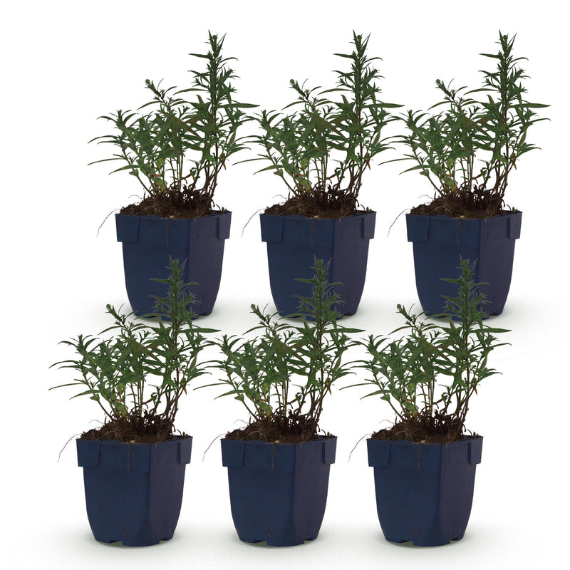Green boutiQ - Vasteplant - Aster (D) Mittelmeer - Zeeaster - Bijen en Vlinderlokkers - Paars - 6 Planten - Pot 11cm - Hoogte 15-25cm