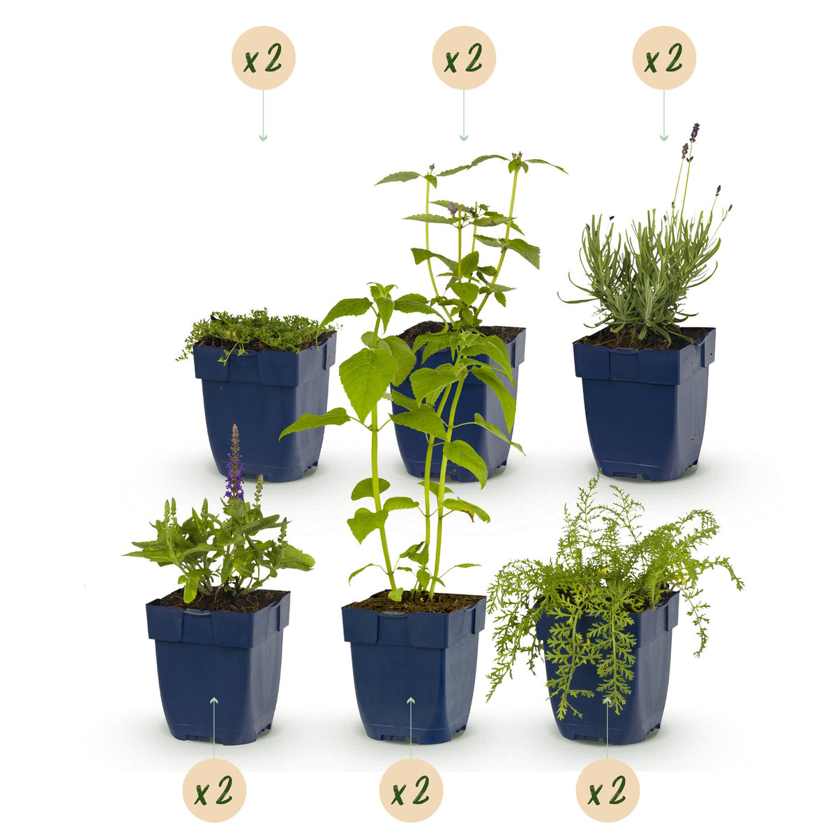 Vasteplant - Borderpakket - Geurend - Diversen - Soorten en kleuren - 12 Planten - Pot 11cm - Hoogte 15-25cm