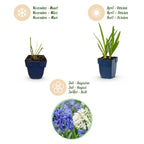 Green boutiQ - Stauden - Agapanthus Duo - Afrikanische Liebesblume - Bienen- und Schmetterlingsmagnet - Blau - Weiß - 12 Pflanzen - Topf 11cm - Höhe 15-25cm