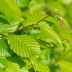 Green boutiQ - Haies - Carpinus betulus - feuillage vert - 6 plantes - 1 mètre linéaire - caduc - pot 17 cm hauteur 55 cm