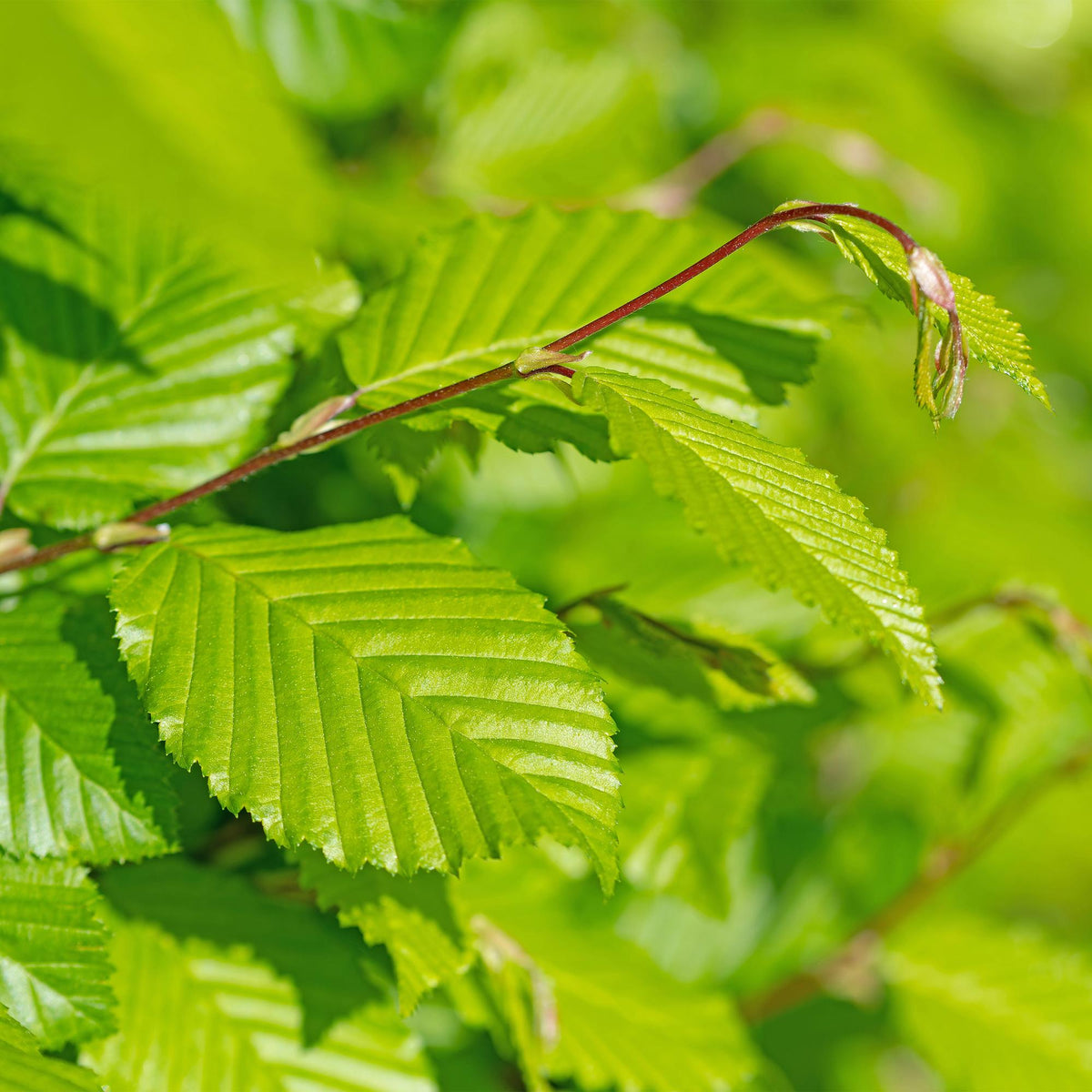 Green boutiQ - Haies - Carpinus betulus - feuillage vert - 6 plantes - 1 mètre linéaire - caduc - pot 17 cm hauteur 55 cm