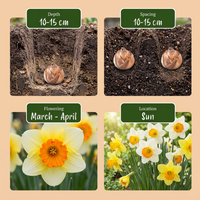 60x Narcissus large Cupped mix - Grootbloemige narcis mix - Geel en Wit - Voorjaarsbloeier - Bolmaat 12/14