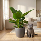 Green boutiQ - Plante d'intérieur - Philodendron - Philodendron Imperial Green - Vert - Entretien facile - 1 plante - avec pot gris - Pot 19cm - Hauteur 65cm