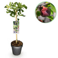 Green boutiQ - Plante sur tige - Ficus carica Brown Turkey - Plante de terrasse - Caduc - Rustique - Fruit vert - Pot 19cm Hauteur 90cm