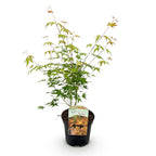 Green boutiQ - Plante de terrasse - Érable du Japon - Acer palmatum Katsura - Orange - 1 plante - Caduc - Pot 19cm Hauteur 70cm