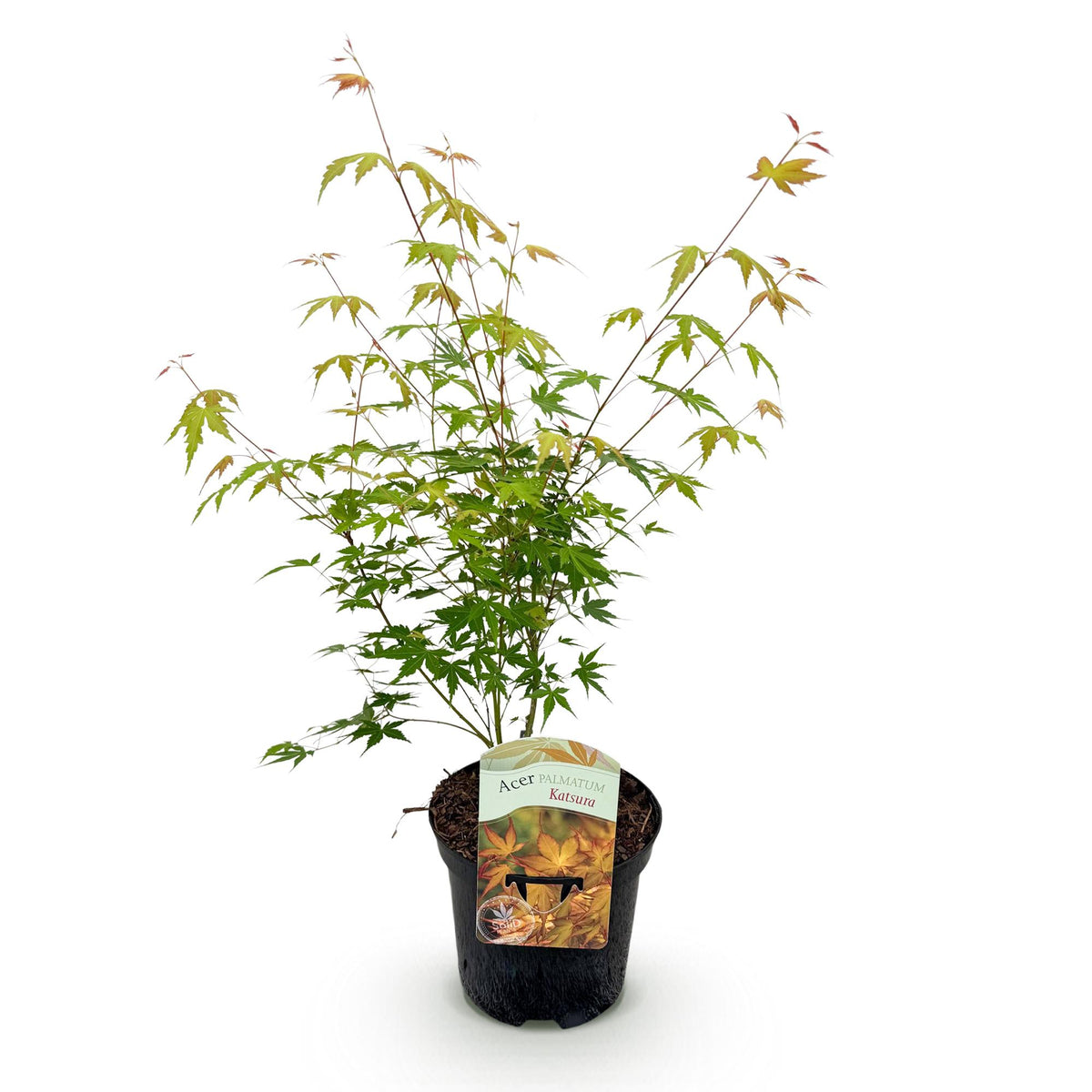 Green boutiQ - Plante de terrasse - Érable du Japon - Acer palmatum Katsura - Orange - 1 plante - Caduc - Pot 19cm Hauteur 70cm
