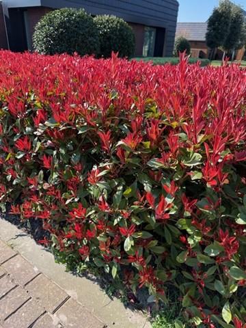 Green boutiQ - Haagplanten - Photnia fraseri Carre Rouge - blad rood groen - 8 planten - 1 strekkende meter - groenblijvend - pot 9cm hoogte 30-35cm
