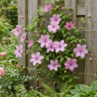 6x Clematis Hagley Hybrid - Bosrank - Roze - Klimplant - Ø9cm - ↕35cm