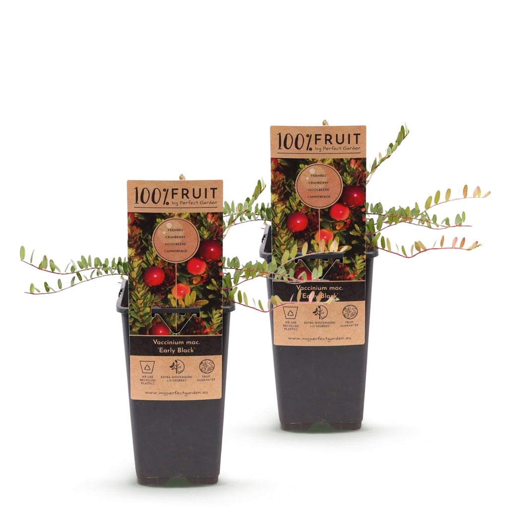 Green boutiQ - Fruchtpflanze - Vaccinium mac. Early Black - Moosbeere - Winterhart - Heidelbeere - 2 Pflanzen - Topf 15cm - Höhe 50cm