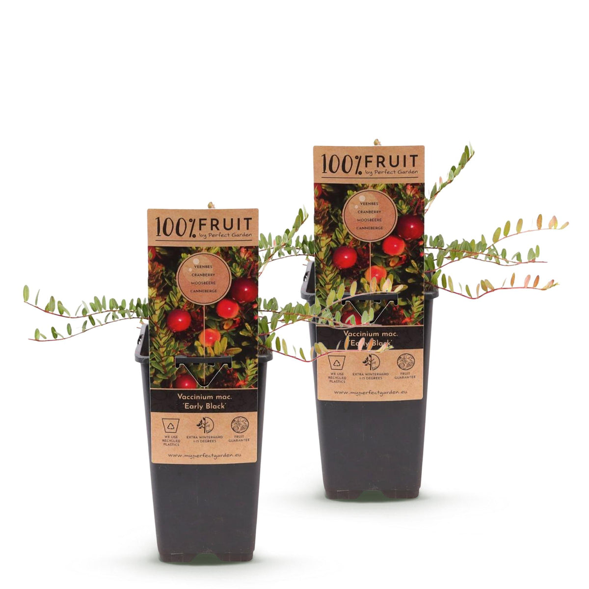 Green boutiQ - Fruitplant - Vaccinium mac. Early Black - Cranberry - Winterhard - Blauwe Bes - 2 Planten - Pot 15cm - Hoogte 50cm