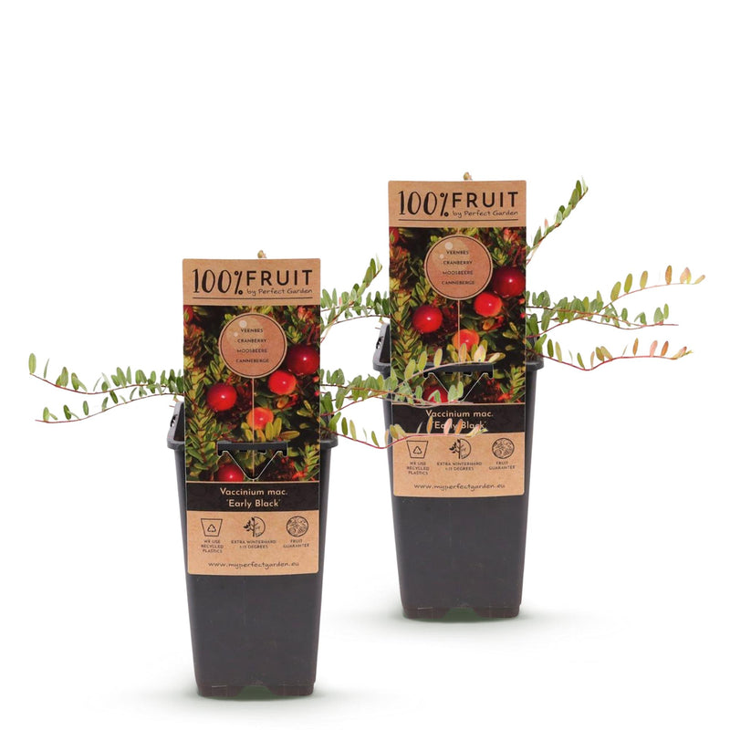 Green boutiQ - Fruitplant - Vaccinium mac. Early Black - Cranberry - Winterhard - Blauwe Bes - 2 Planten - Pot 15cm - Hoogte 50cm