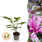 Green boutiQ - Gartenpflanze - Magnolia Susan - Blüte Lila - 3 Pflanzen - Laubabwerfend - Pflegeleicht - Topf 12cm Höhe 30cm
