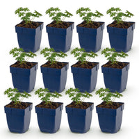 Green boutiQ - Vasteplant - Geranium sang. Album - Ooievaarsbek - Bodembedekkend - Wit - 12 Planten - Pot 11cm - Hoogte 15-25cm