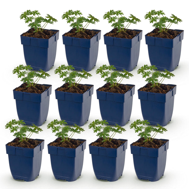 Green boutiQ - Vasteplant - Geranium sang. Album - Ooievaarsbek - Bodembedekkend - Wit - 12 Planten - Pot 11cm - Hoogte 15-25cm