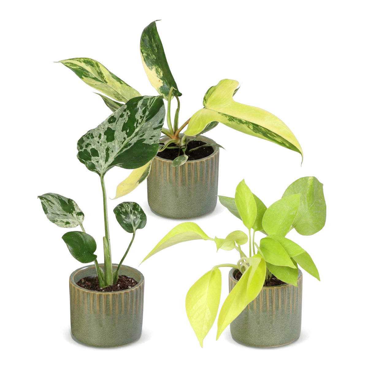 3x Baby Tropical Mix - Various colours - Tropical - incl. Linnea Olive - Ø6cm - ↕10-15cm