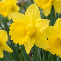 140x Narcissus Yellow - Gele narcis - Geel - Voorjaarsbloeier - Bolmaat 10/12