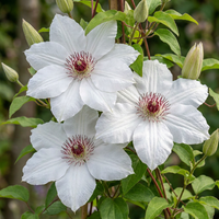 Clematis Miss Bateman - Bosrank Miss Bateman - Wit - Klimplant - Ø9cm - ↕35cm