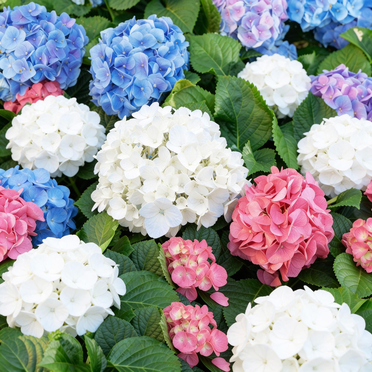 Green boutiQ - Plante de jardin - Hydrangea macrophylla Tricolour - Hortensia - Rustique - Rose-Bleu-Blanc - 3 Plantes - Pot 12cm - Hauteur 20-30cm