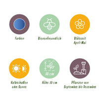 Green boutiQ - Bloembollen - Hyacinthoides non Scripta - Kleur Blauw - 20 stuks - Bolmaat 7/8 - XXL Pack