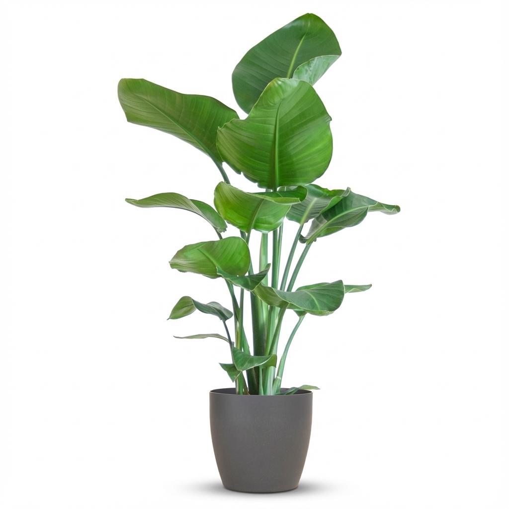 Green boutiQ - Zimmerpflanze - Paradiesvogelblume - Strelitzia Nicolai - Grün - Pflegeleicht - 1 Pflanze - mit Topf Grau - Topf 21cm - Höhe 80 - 90cm