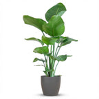 Green boutiQ - Zimmerpflanze - Paradiesvogelblume - Strelitzia Nicolai - Grün - Pflegeleicht - 1 Pflanze - mit Topf Grau - Topf 21cm - Höhe 80 - 90cm