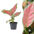 Aglaonema Red Valentine - Red Valentine Chinese Evergreen - Pink - Tropical - Ø6cm - ↕12cm