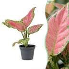 Aglaonema Red Valentine - Red Valentine Chinese Evergreen - Pink - Tropical - Ø6cm - ↕12cm