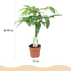 Green BoutiQ - Green is... Plantes d'intérieur - Pachira Aquatica tronc tressé - Arbre à argent - Entretien facile - Vert - 1 Plante - Pot 17cm - Hauteur 60-70cm