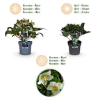 Green boutiQ - Plante de jardin - Rose de Carême - Hellébore Diamfire - Fleur verte - Persistante - Pot 19cm Hauteur 40cm