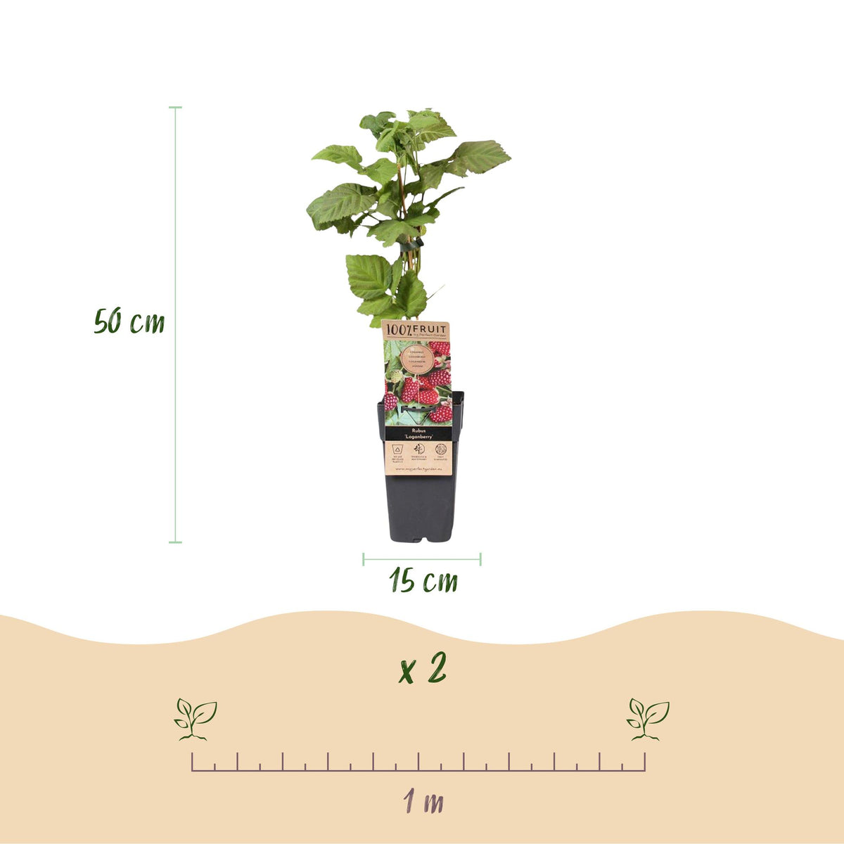 Green boutiQ - Fruitplant - Rubus Thornless Loganberry - Braamboos - Winterhard - Rode Vrucht - 2 Planten - Pot 15cm - Hoogte 50cm
