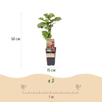 Green boutiQ - Fruitplant - Rubus Thornless Loganberry - Braamboos - Winterhard - Rode Vrucht - 2 Planten - Pot 15cm - Hoogte 50cm