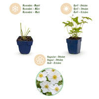 Green boutiQ - Vasteplant - Anemone hybr. Hon. Jobert - Herfst Anemoon - Schaduw - Wit - 12 Planten - Pot 11cm - Hoogte 15-25cm
