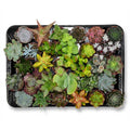 Mini mélange de succulentes - 30 pièces - Ø 5,5 cm - Hauteur : 5-10 cm