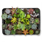Mini mélange de succulentes - 30 pièces - Ø 5,5 cm - Hauteur : 5-10 cm