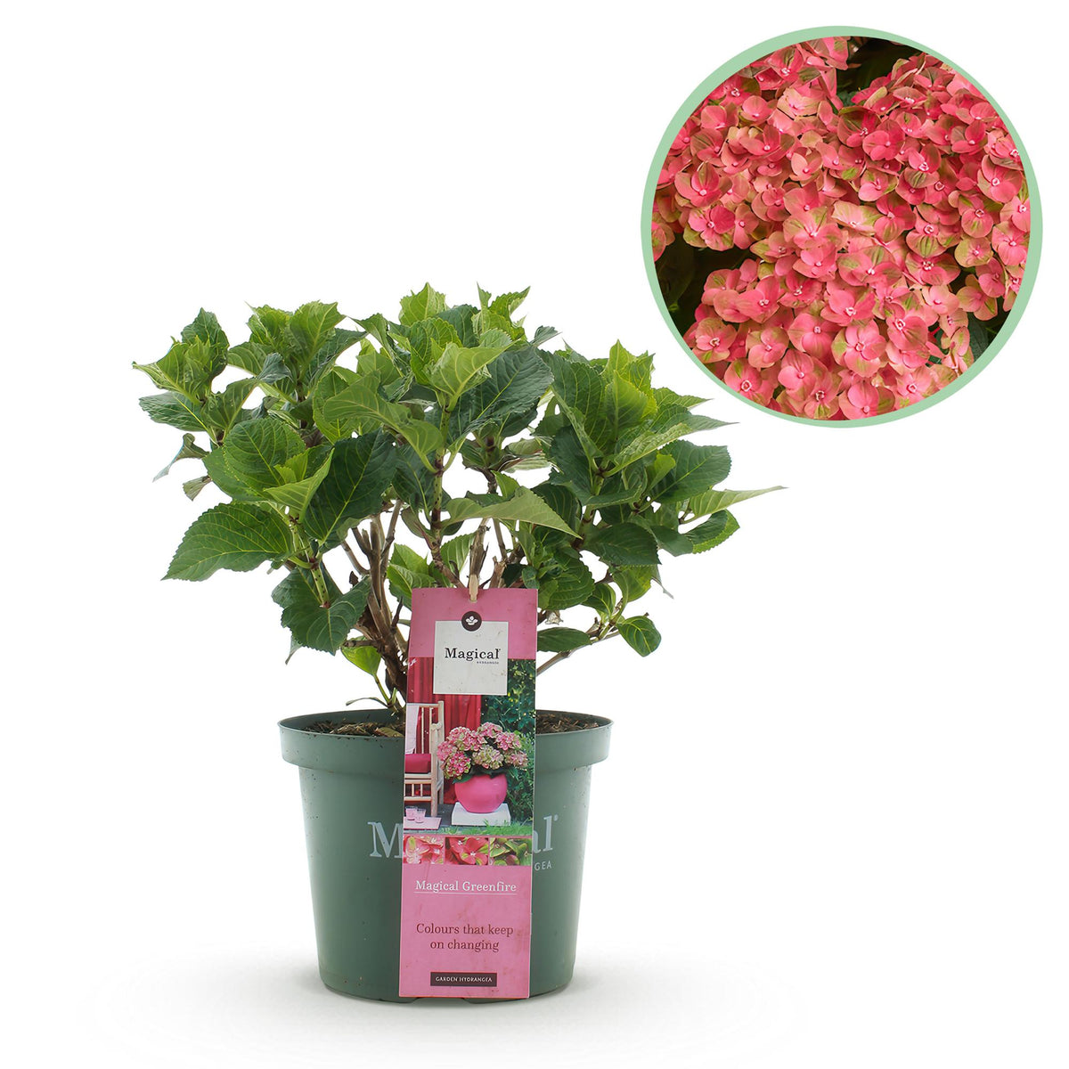 Green boutiQ - Plante de terrasse - Hortensia - Hydrangea Magical Green Fire - Rose Vert - 6-10 fleurs - Pot 23cm Hauteur 55cm