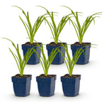 Green boutiQ - Stauden - Hemerocallis Tricolor - Taglilie - Bienen- und Schmetterlingsmagnet - Creme - Gelb - Rot - 6 Pflanzen - Topf 11 cm - Höhe 15-25 cm