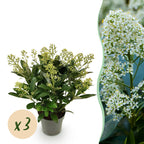 Green boutiQ - Plante de Terrasse - Skimmia japonica Finchy - Fleur Blanche - 15+ Fleurs - 3 Plantes - Rustique - Pot 15cm Hauteur 30cm