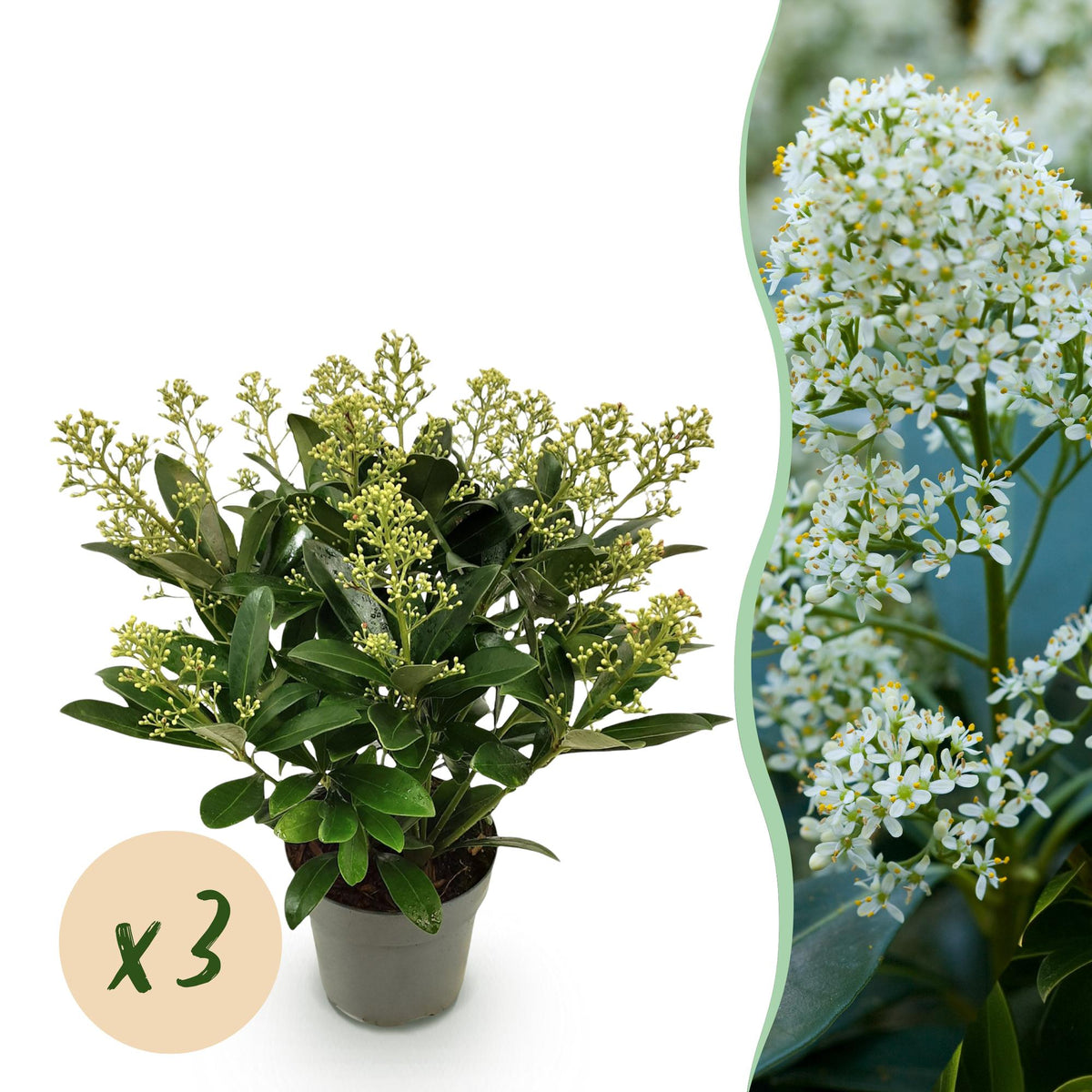 Green boutiQ - Plante de Terrasse - Skimmia japonica Finchy - Fleur Blanche - 15+ Fleurs - 3 Plantes - Rustique - Pot 15cm Hauteur 30cm
