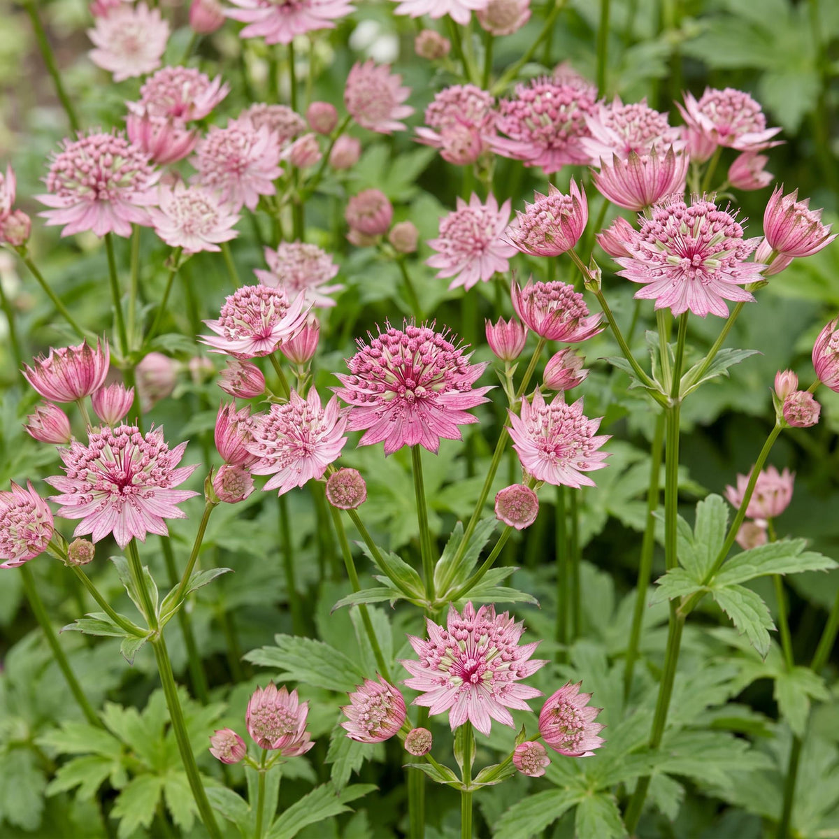 Green boutiQ - Plante vivace - Astrantia major - Grande astrance - Ombre - Blanc-Rose - 12 plantes - Pot 11cm - Hauteur 15-25cm