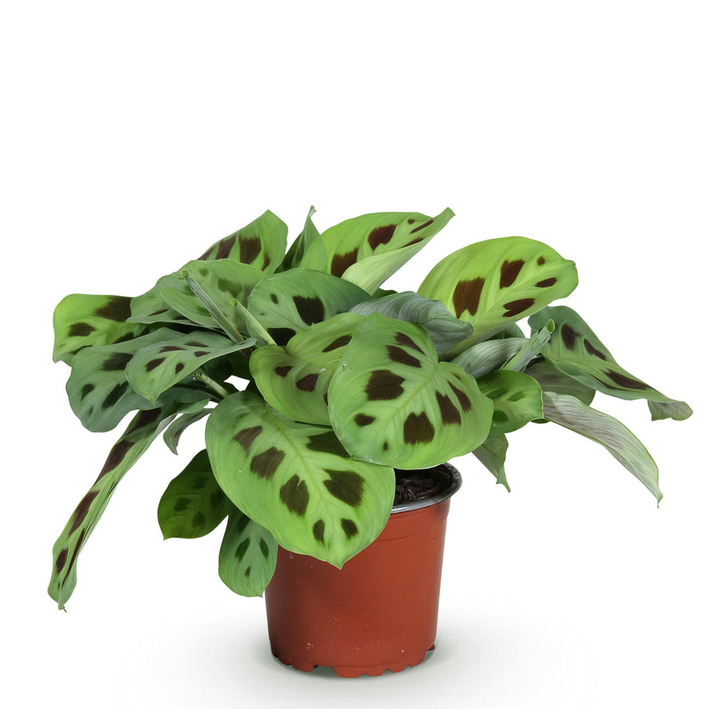 Green boutiQ - Kamerplant - Maranta Fascinator Kerchoveana - Zebraplant - Huisdiervriendelijke Plant - Groen - 1 Plant - Pot 12cm - Hoogte 25cm