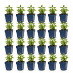 Green boutiQ - Plante vivace - Nepeta Tricolour - Herbe aux chats - Attire les abeilles et les papillons - Violet - Rose - Blanc - 24 plantes - Pot 11 cm - Hauteur 15-25 cm