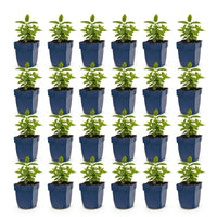 Green boutiQ - Vasteplant - Nepeta Tricolour - Kattenkruid - Bijen- en vlinderlokkers - Paars - Roze - Wit - 24 Planten - Pot 11cm - Hoogte 15-25cm
