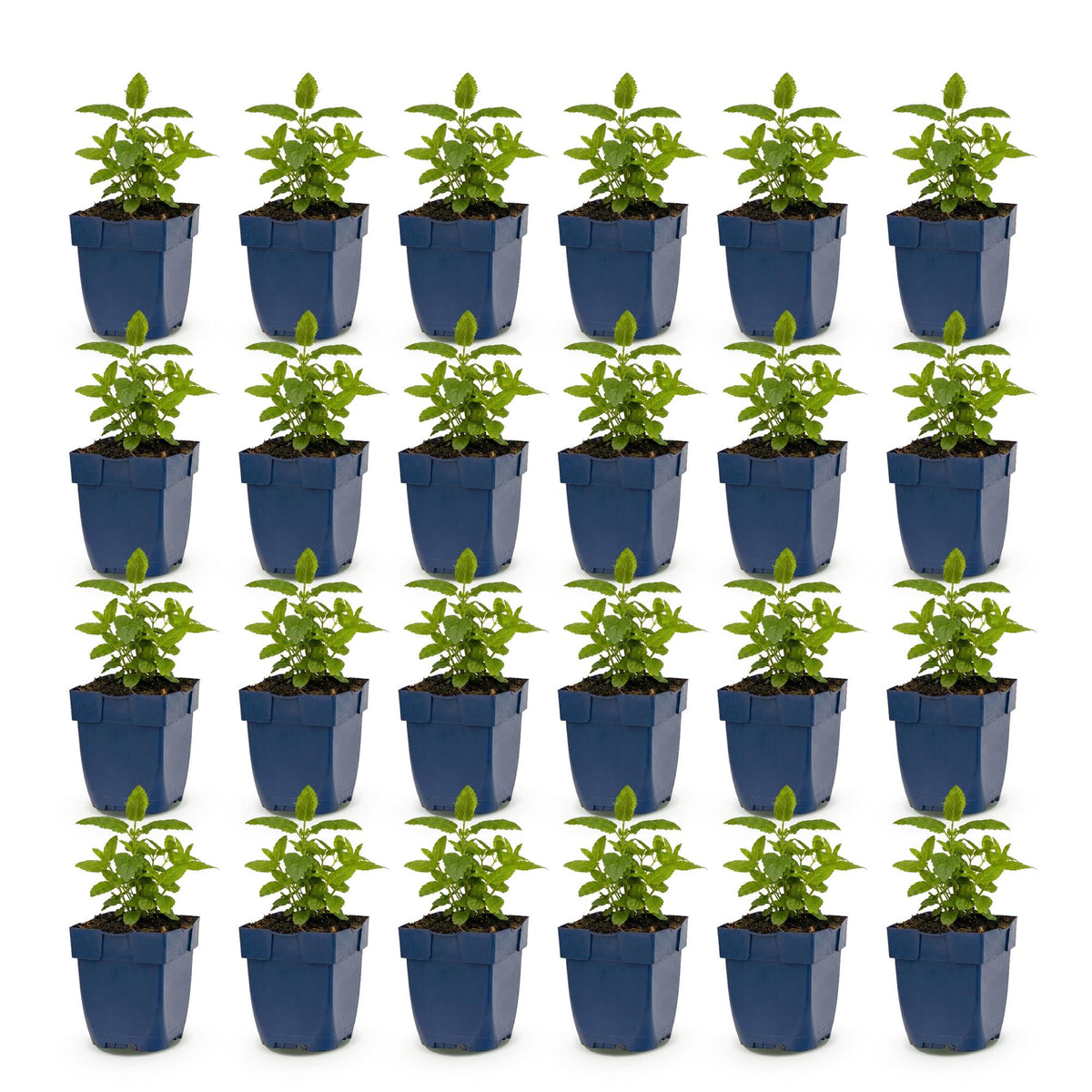 Green boutiQ - Plante vivace - Nepeta Tricolour - Herbe aux chats - Attire les abeilles et les papillons - Violet - Rose - Blanc - 24 plantes - Pot 11 cm - Hauteur 15-25 cm