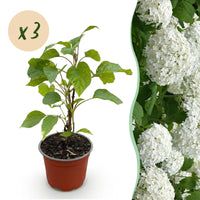 Green boutiQ - Tuinplant - Hydrangea arborescens Annabelle - Pluimhortensia - Winterhard - Wit - 3 Planten - Pot 12cm - Hoogte Hoogte 20-30cm