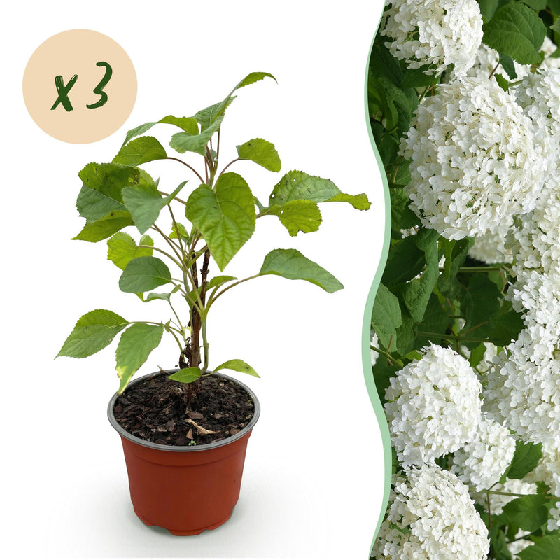 Green boutiQ - Tuinplant - Hydrangea arborescens Annabelle - Pluimhortensia - Winterhard - Wit - 3 Planten - Pot 12cm - Hoogte Hoogte 20-30cm