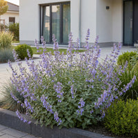 Green boutiQ - Vasteplant - Nepeta faassenii Walker's Low - Kattenkruid - Bijen en Vlinderlokkers - Blauw - 1 Plant - Pot 11cm - Hoogte 15-25cm
