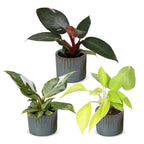 3x Baby Philodendron Tricolour - White - Pink - Yellow - Green - Tropical - incl. Linnea Misty Blue - Ø6cm - ↕10-15cm