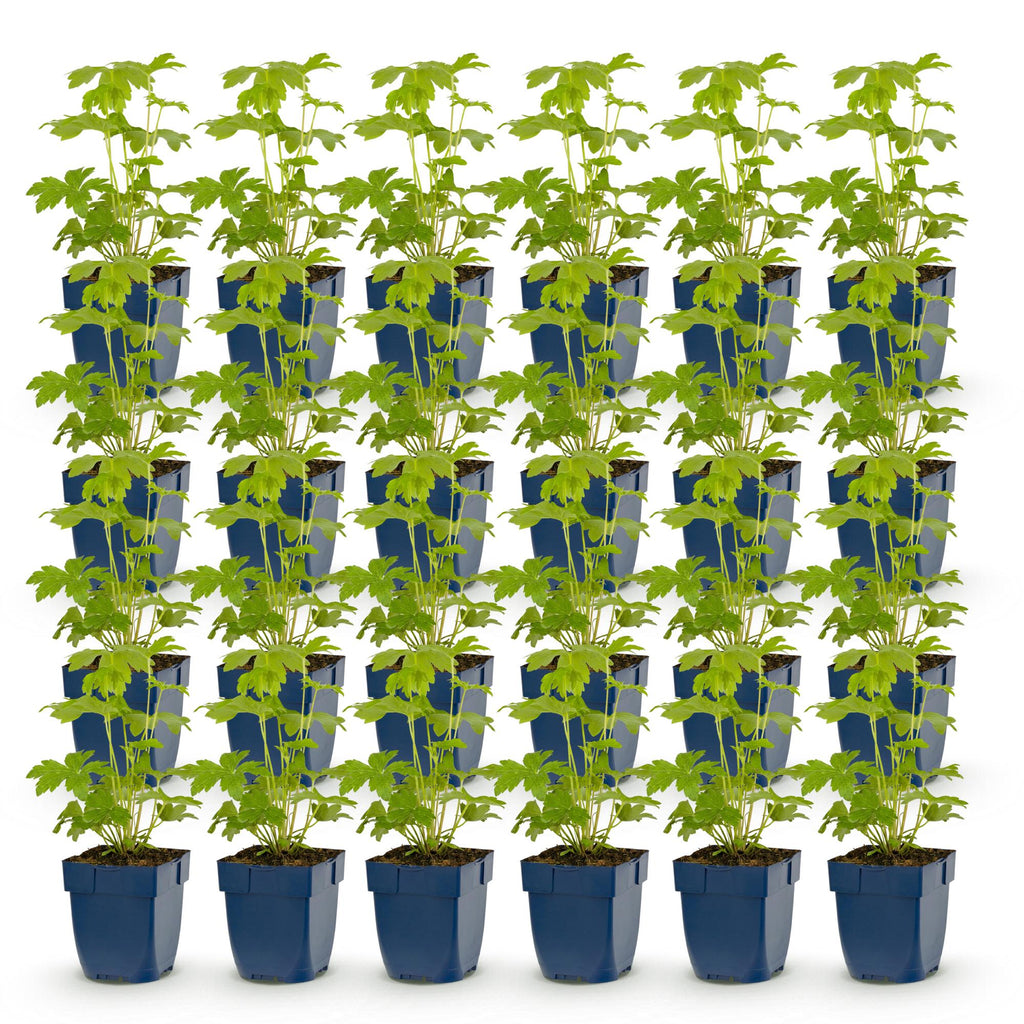 Green boutiQ - Stauden - Delphinium Tricolour - Rittersporn - Bienen- und Schmetterlingsmagnet - Lila - Rosa - Weiß - 24 Pflanzen - 11 cm Topf - Höhe 15-25 cm