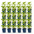 Green boutiQ - Stauden - Delphinium Tricolour - Rittersporn - Bienen- und Schmetterlingsmagnet - Lila - Rosa - Weiß - 24 Pflanzen - 11 cm Topf - Höhe 15-25 cm